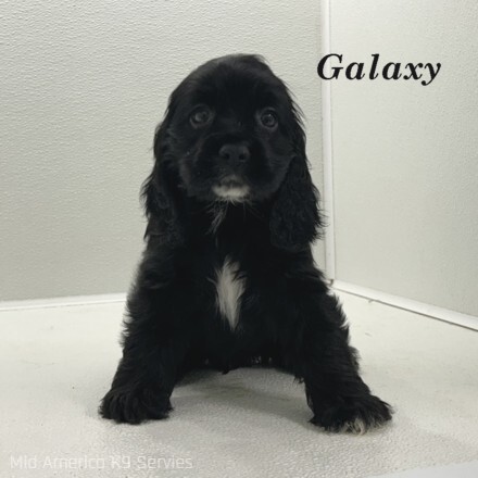 puppy, for, sale, Cocker Spaniel, Joe & Cherri  Overlease, dog, breeder, Miller, MO, dog-breeder, puppy-for-sale, forsale, nearby, find, puppyfind, locator, puppylocator, aca